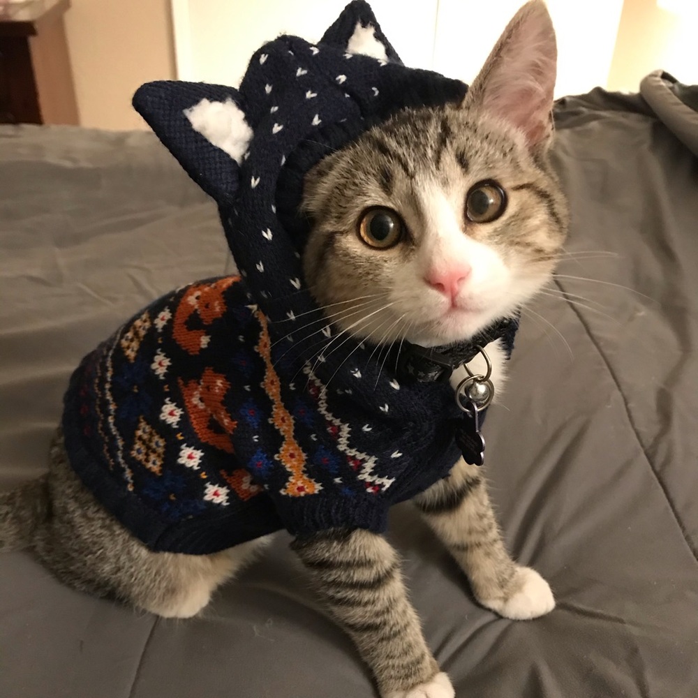 Meet your Posher, Jayne